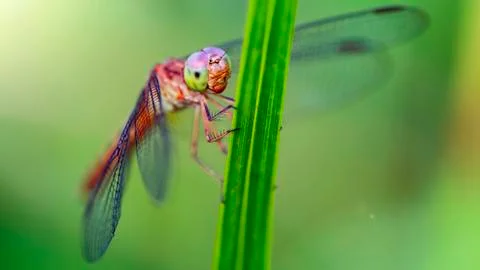 Multicolored dragonfly on a blade of grass, macro photo of this elegant predator Stock Photos