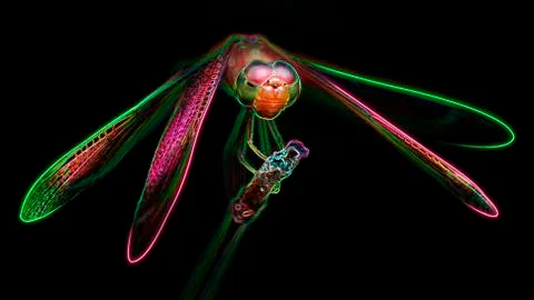 Multicolored dragonfly on its perch, macro photo digital neon light effect Stock Photos