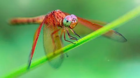 Multicolored dragonfly landed on a leaf, macro photo, Koh Lanta, Thailand Stock Photos