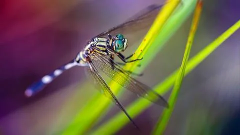 Multicolored dragonfly resting on a leaf, macro photo of this delicate Odonata Stock Photos