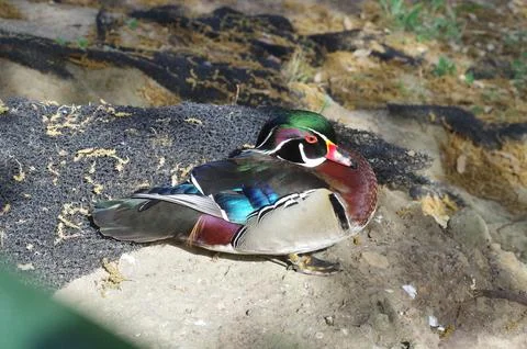 A multicolored duck on the river side Stock Photos