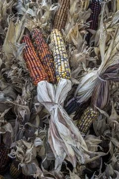 Multicolored ears of corn Stock Photos