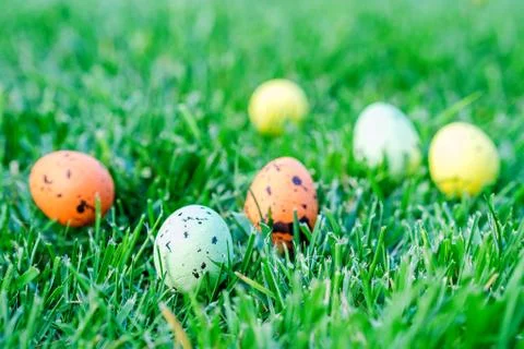 Multicolored easter eggs on green grass Stock Photos