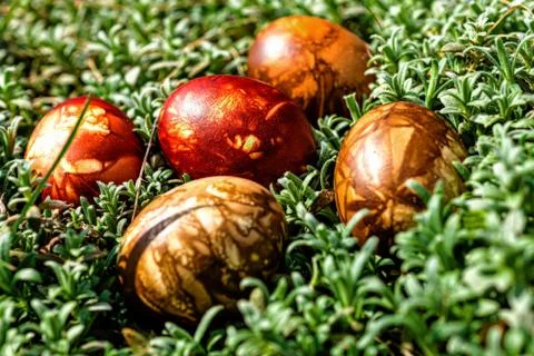 Multicolored easter eggs in green grass. Easter concept Stock Photos
