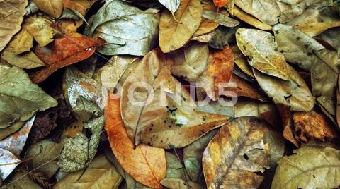 Multicolored fallen leaves laying on the ground. Stock Photos