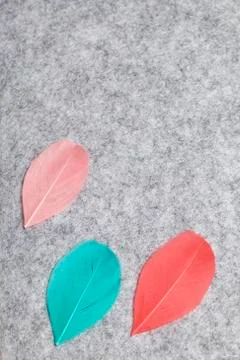 Multicolored feathers lie on a light gray felt background. Stock Photos