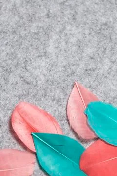 Multicolored feathers lie on a light gray felt background. Stock Photos