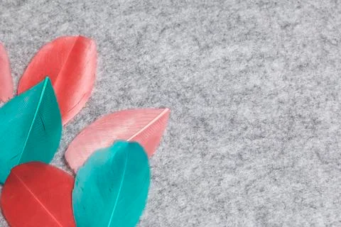 Multicolored feathers lie on a light gray felt background. Stock Photos