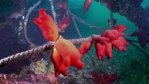 Multicolored fish and red ascidia swim in slow motion in the Sea of Japan. Stock Footage 236455180
