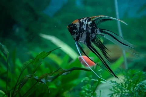 Multicolored fish in an aquarium Stock Photos