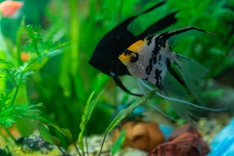 Multicolored fish in an aquarium Stock Photos