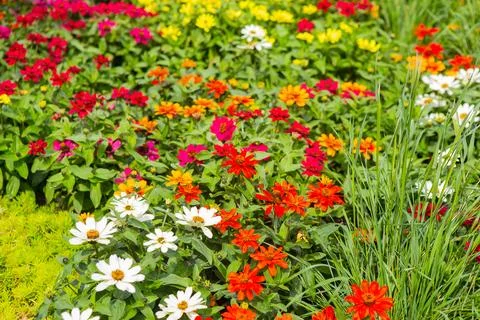 Multicolored flower bed Stock Photos