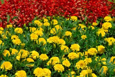 Multicolored flower field Foto stock