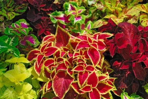 Multicolored flower field Stock Photos