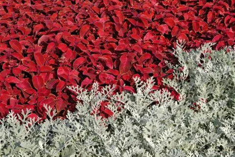 Multicolored flower field Stock Photos