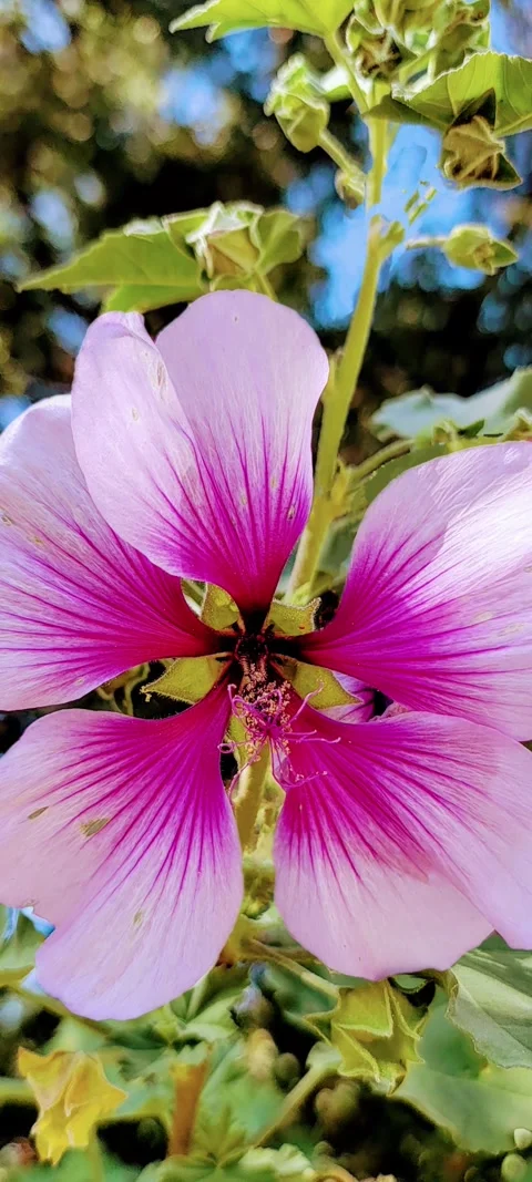 Multicolored flower Stock Footage 304777279