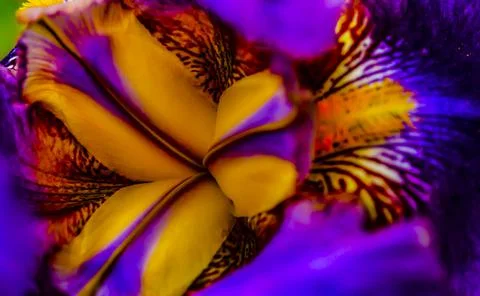 Multicolored flower iris core. Purple orange spotted iris flower inside. Bloo Stock Photos