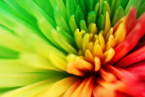 Multicolored flower Stock Photos