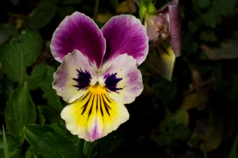 Multicolored flower Stock Photos