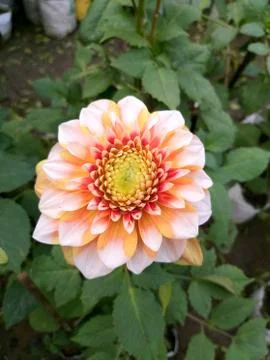 Multicolored flower Stock Photos