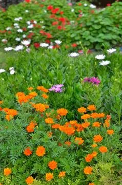 Multicolored flowerbed Stock Photos