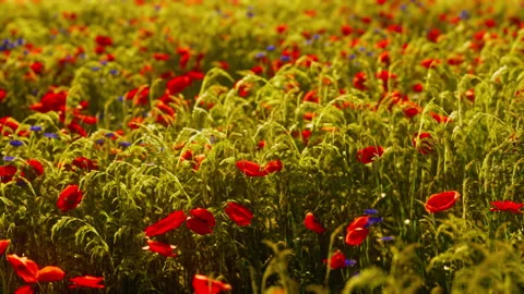 Multicolored flowering summer meadow with red pink poppy flowers Stock Footage 232932913