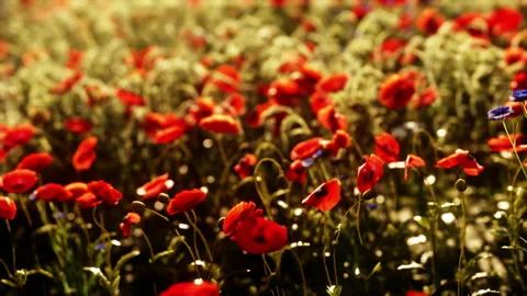 Multicolored flowering summer meadow with red pink poppy flowers Stock Footage 234511280