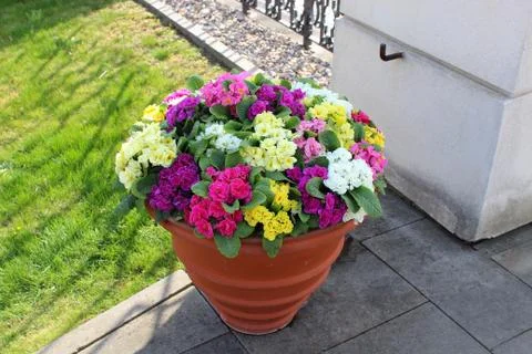 Multicolored flowers in a ceramic pot Stock Photos