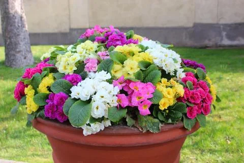 Multicolored flowers in a ceramic pot Stock Photos