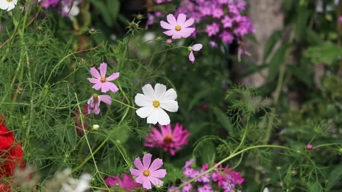 Multicolored flowers Stock Footage 159652224