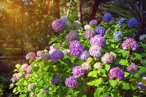 Multicolored  flowers of hydrangea  (  Hydrangea macrophylla ) in park Stock Photos