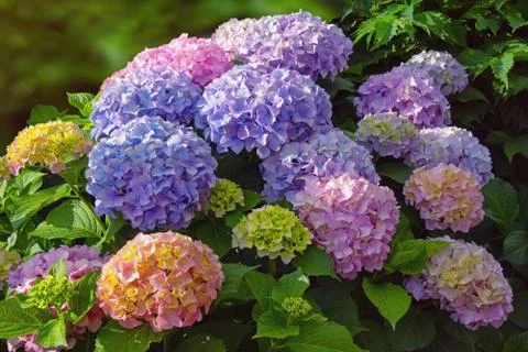 Multicolored flowers of hydrangea Stock Photos