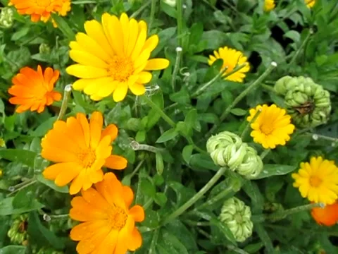 Multicolored flowers in the park in summer. Stock Footage 133055583