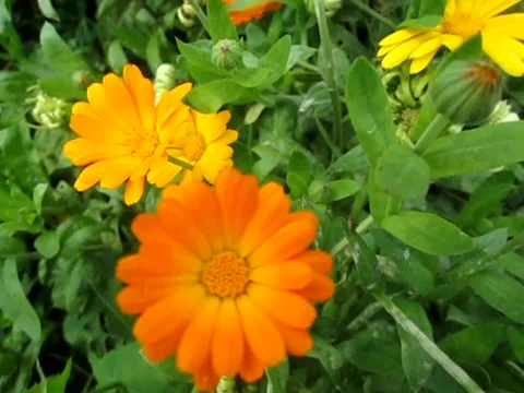 Multicolored flowers in the park in summer. Stock Footage 133055584