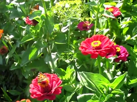 Multicolored flowers in the park in summer. Stock Footage 133056056