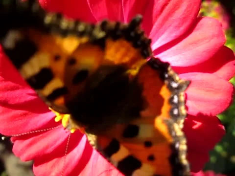 Multicolored flowers in the park in summer. Stock Footage 133056057
