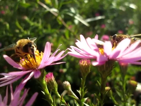 Multicolored flowers in the park in summer. Stock Footage 133096760
