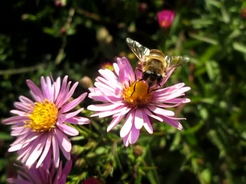 Multicolored flowers in the park in summer. Stock Footage 133096763