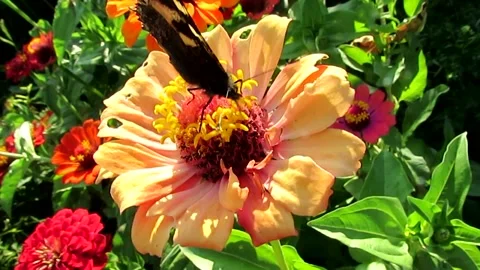 Multicolored flowers in the park in summer. Stock Footage 133096766