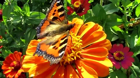 Multicolored flowers in the park in summer. Stock Footage 133096774
