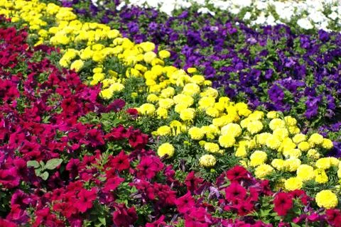 Multicolored flowers. Stock Photos