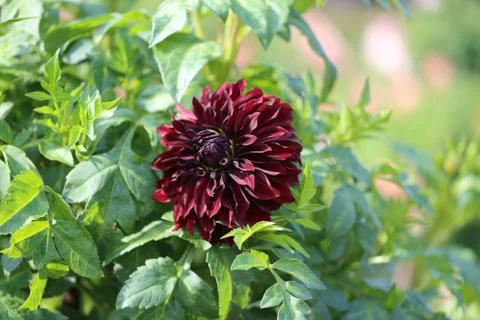 Multicolored flowers Stock Photos