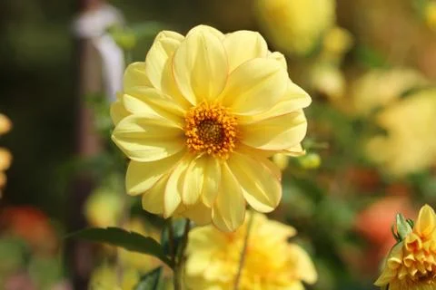 Multicolored flowers Stock Photos