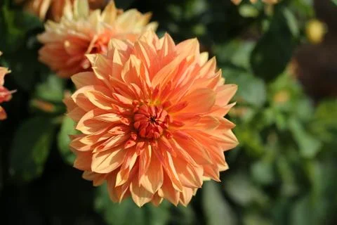 Multicolored flowers Stock Photos