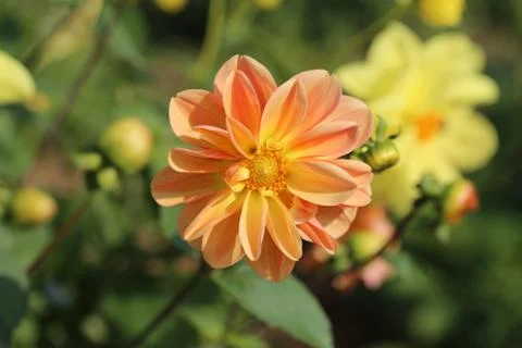 Multicolored flowers Stock Photos