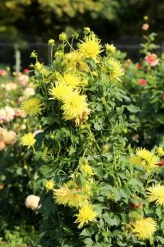 Multicolored flowers Stock Photos