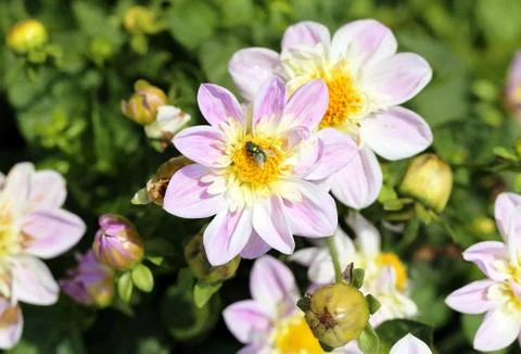 Multicolored flowers Stock Photos