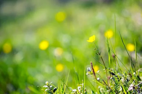 Multicolored flowers Stock Photos