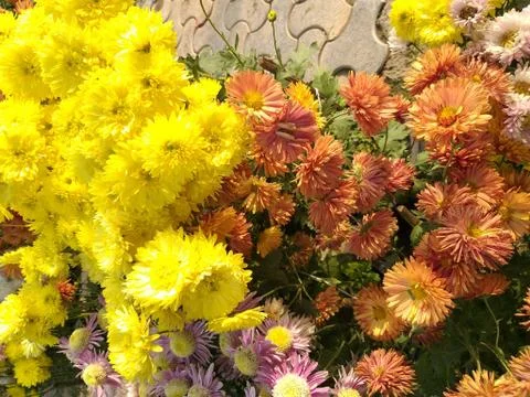 Multicolored flowers 스톡 사진