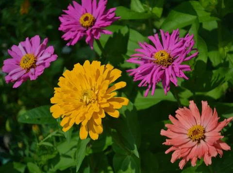 Multicolored flowers Stock Photos